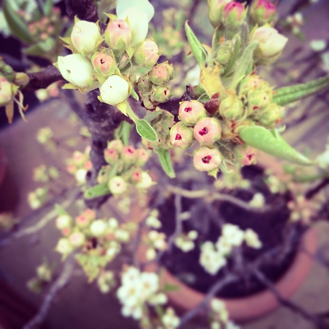 Pear blossom