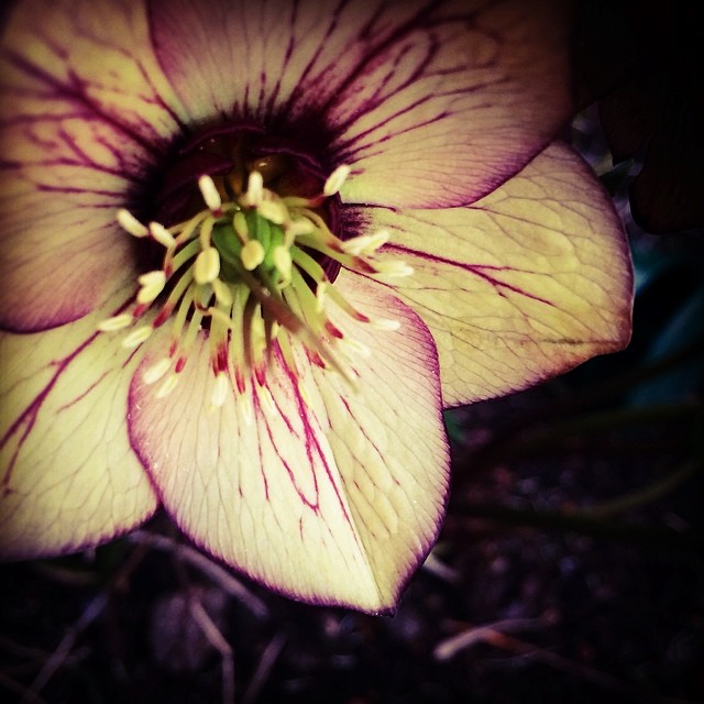 Hellebore