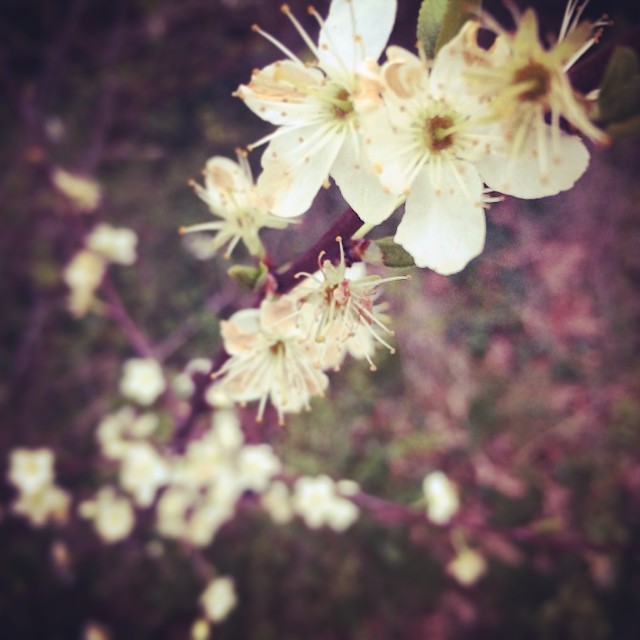 Hawthorn blossom