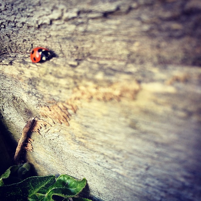 Ladybird