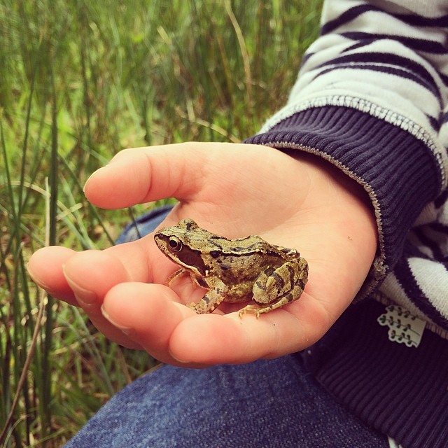 Frog catching