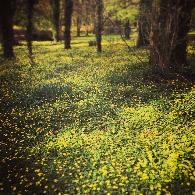 A sea of celandines