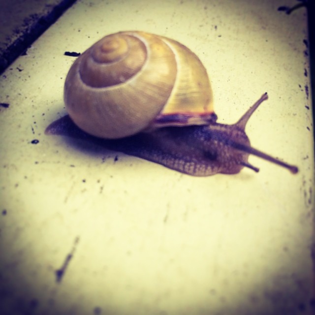 Snail weather