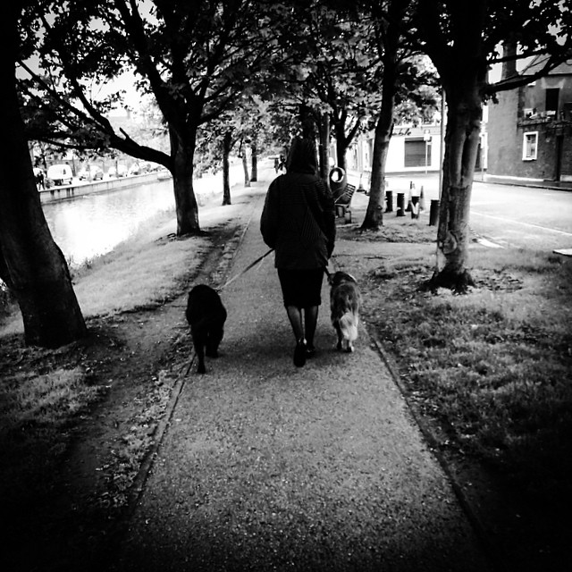 Rainy canal dog walking