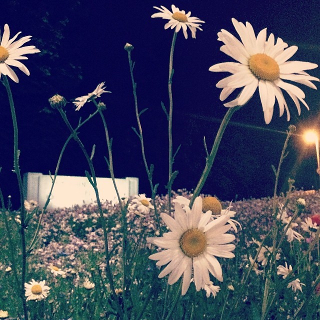 Midnight daisies