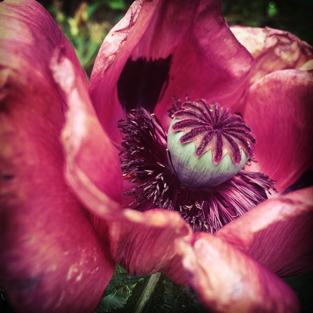 purple poppy