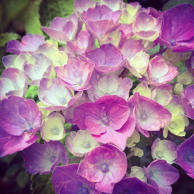 Hydrangea bloom