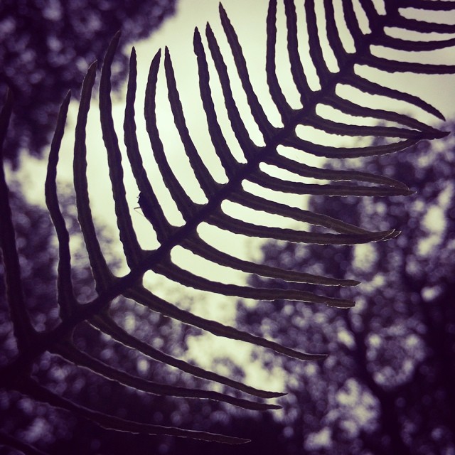 Fern leaf