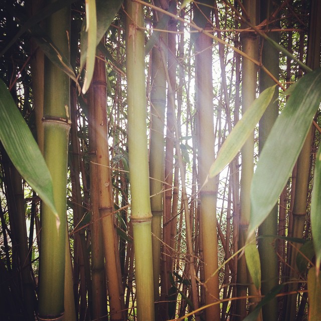 French bamboo grove