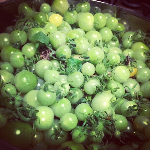 A fine green tomato harvest