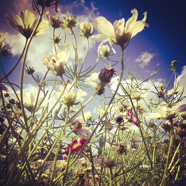 Last of the summer flowers