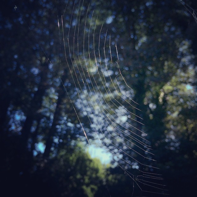 Half a cobweb