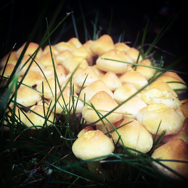 Mushroom season