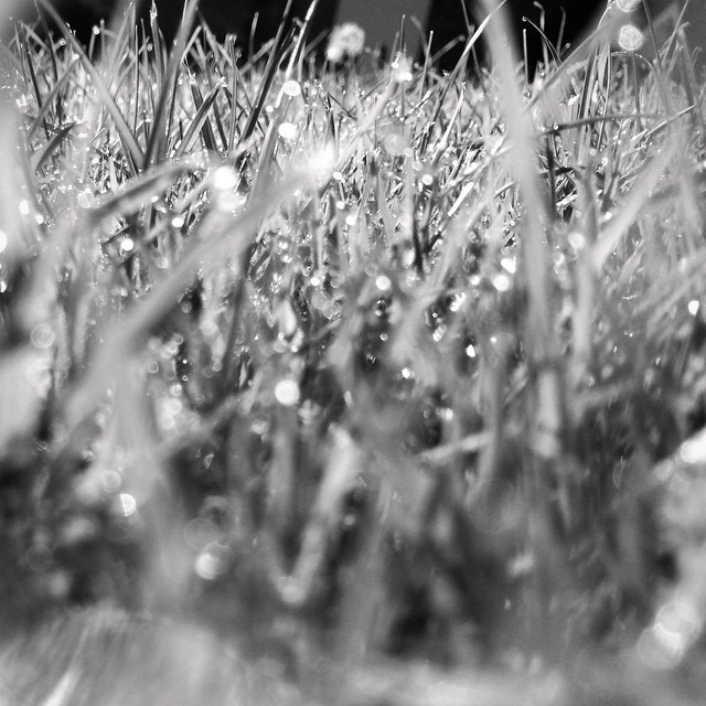 Dewy grass