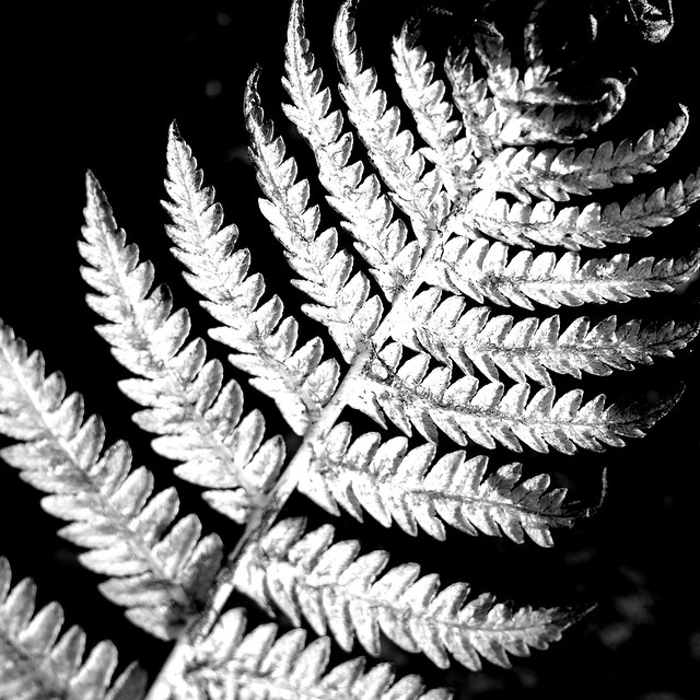 Fern 1/2