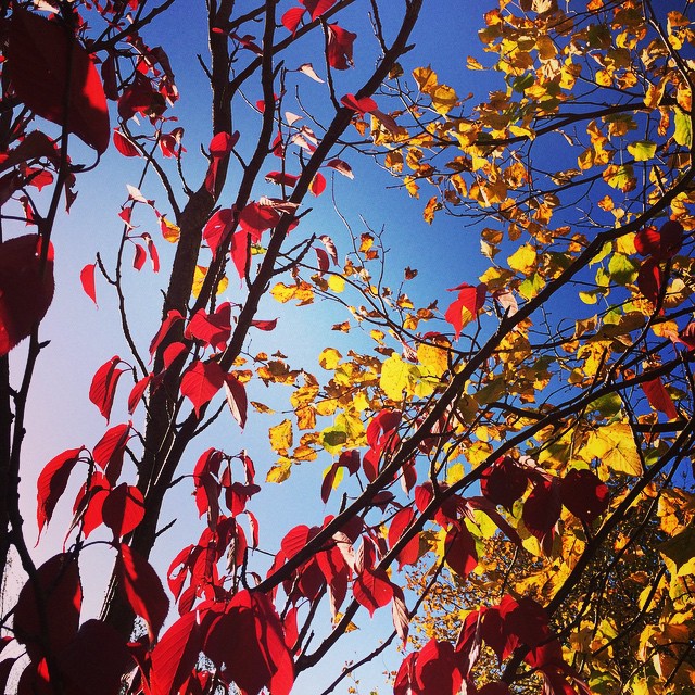 Red leaves, yellow leaves
