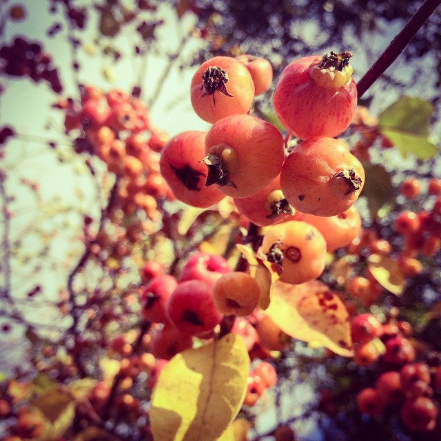 Apple-berries