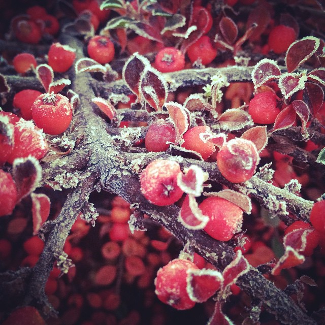 Frosty winterberries