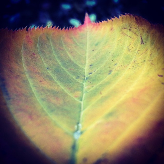 Autumn leaf