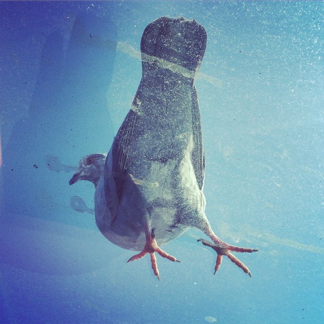 Pigeon on the velux window