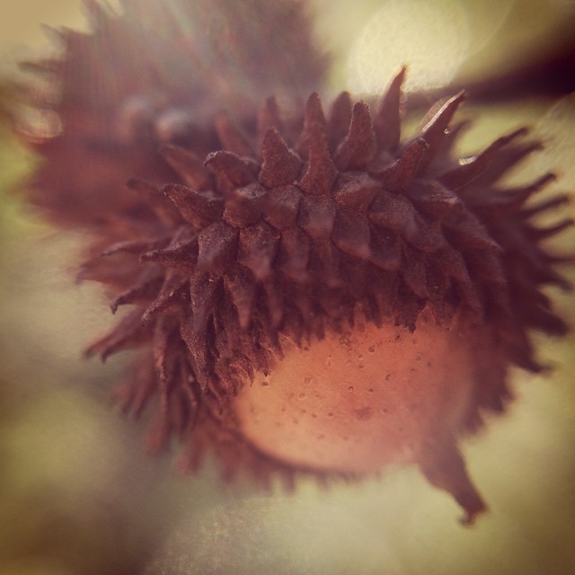 Acorns of the Holly Oak / Quercus ilex taken using a