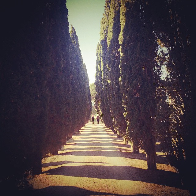 Cypress corridor