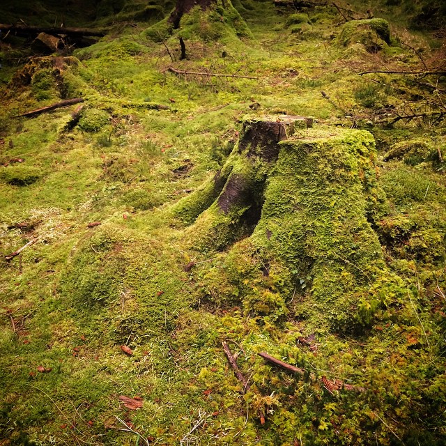 Moss covered