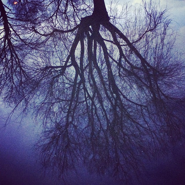 Branches become spreading roots in the mirror-water of the still canal