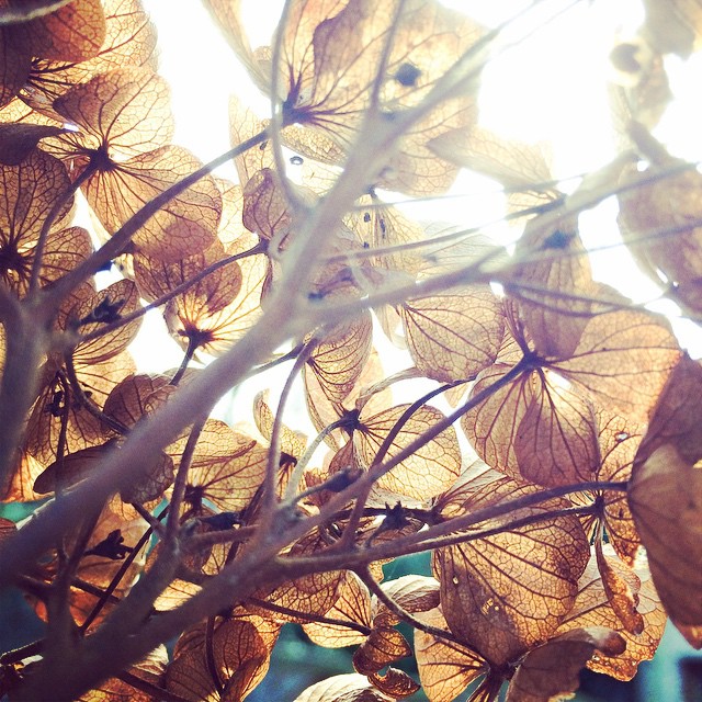 I got you a dead hydrangea flower for Valentines Day