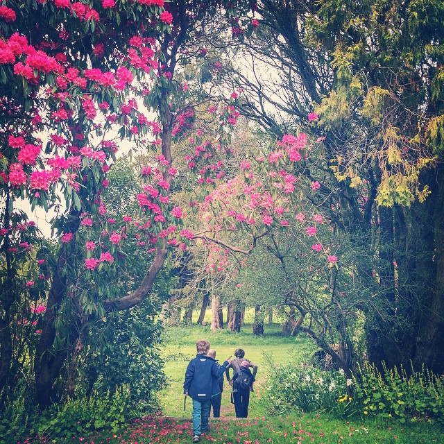 Rhododendron jungle