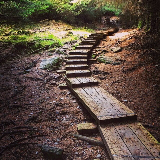 Glendalough forest boardwalk