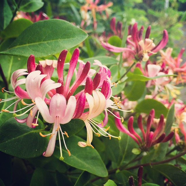 Suburban honeysuckle