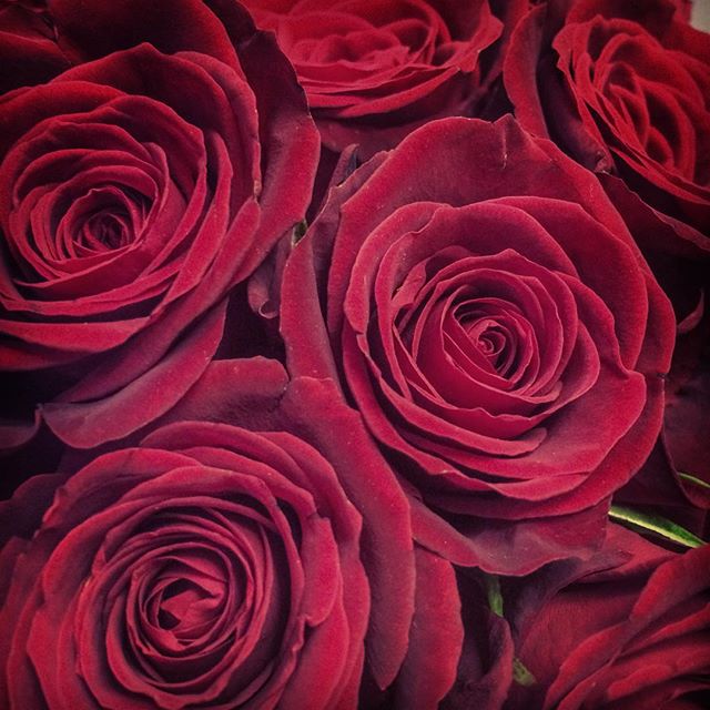 Anniversary roses