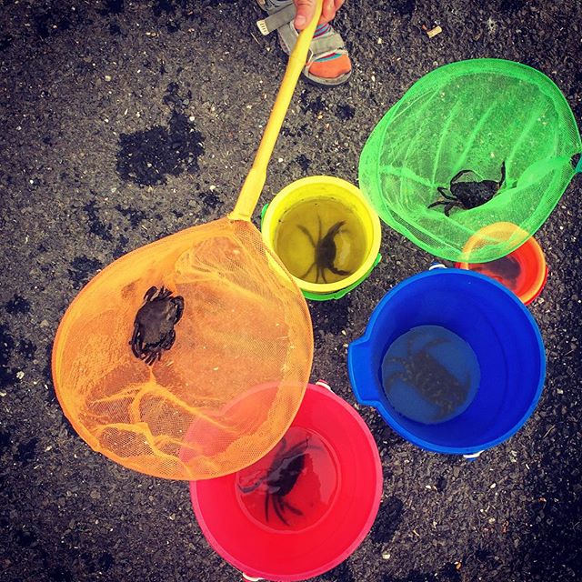 Catching crabs