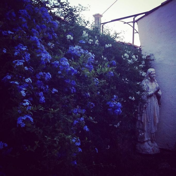 Mary of the plumbago
