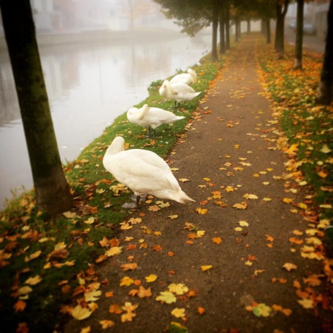 Headless swans