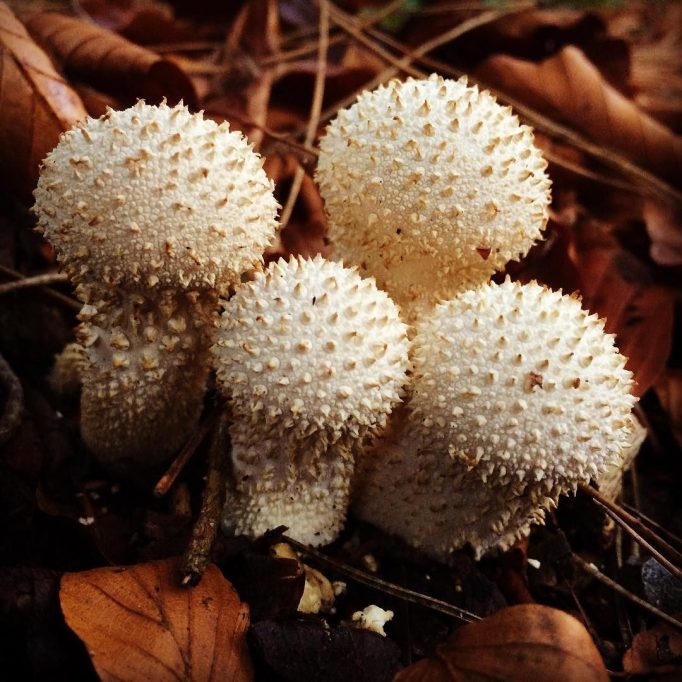 Freaky mushrooms