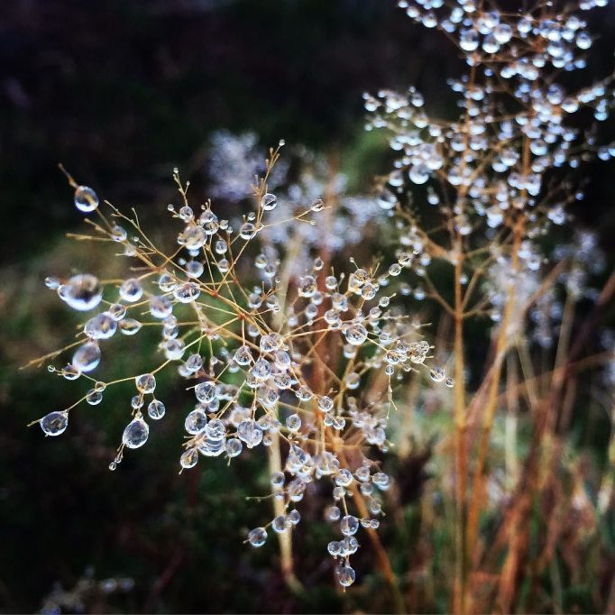 Raindrops