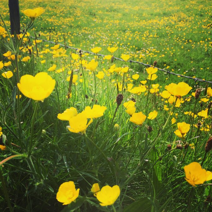 Buttercup field