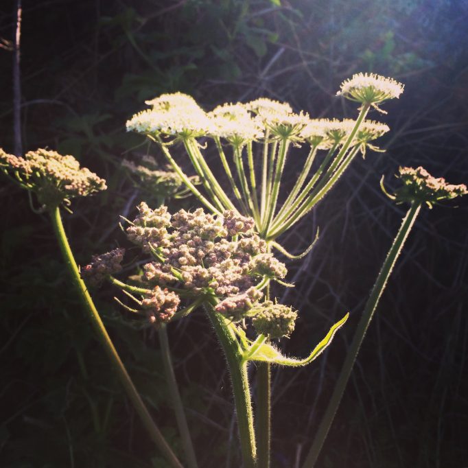 Cow parsley