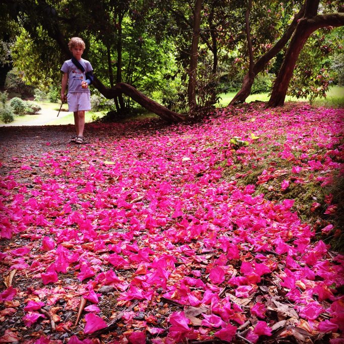 Rhodendron carpet