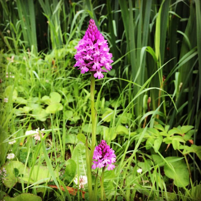 Canal-side orchids