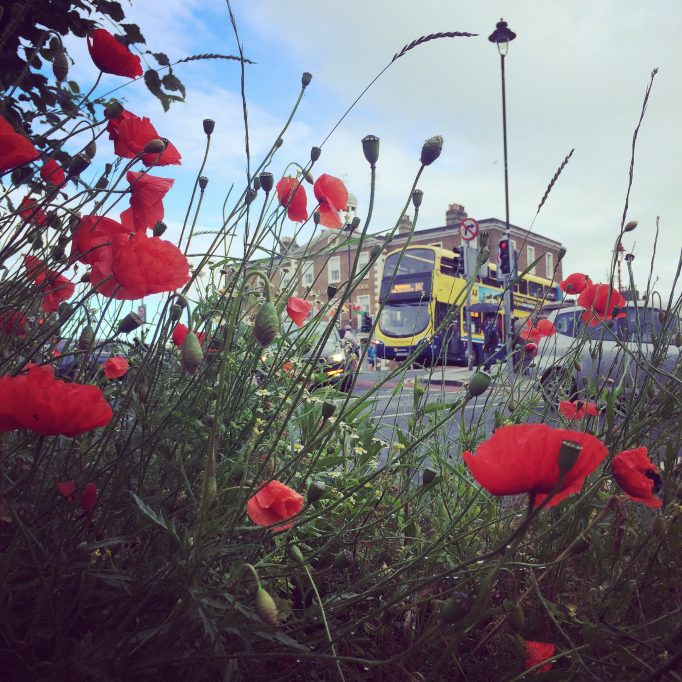 City Poppies