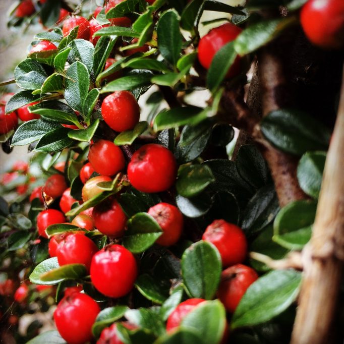 Autumn Berries