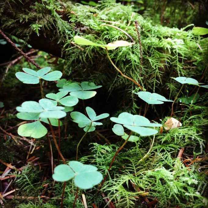 Forrest floor/flora