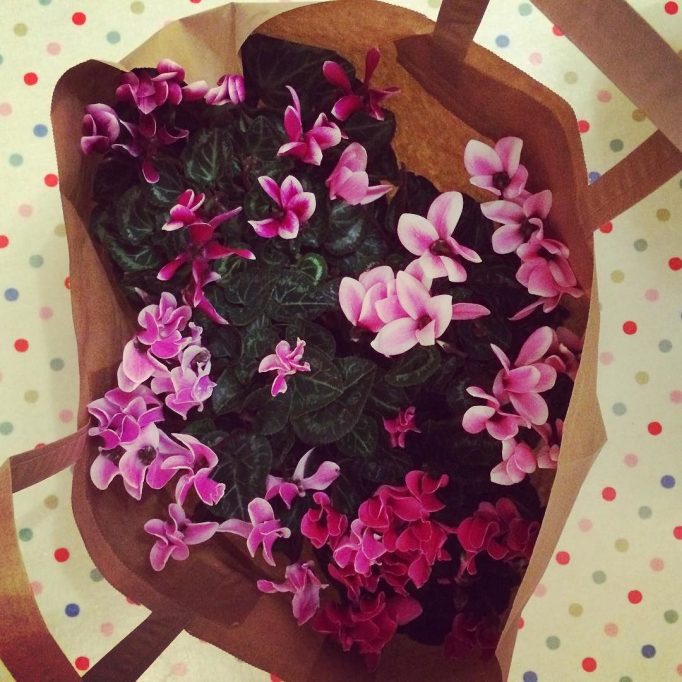 A bag of cyclamen