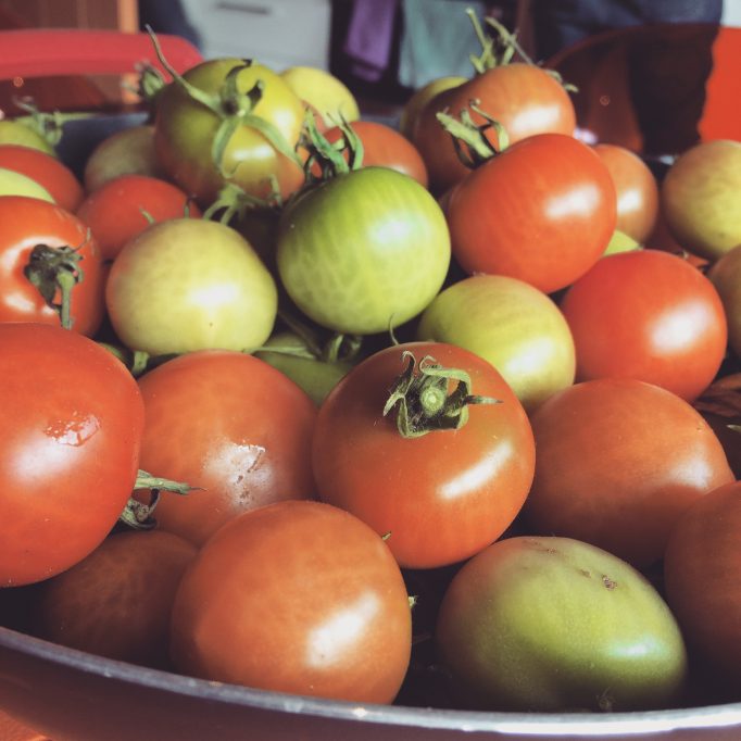 Neworld Tomatoes 🍅