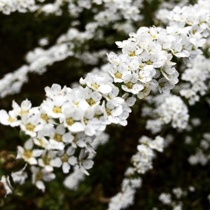 Unidentified blossom