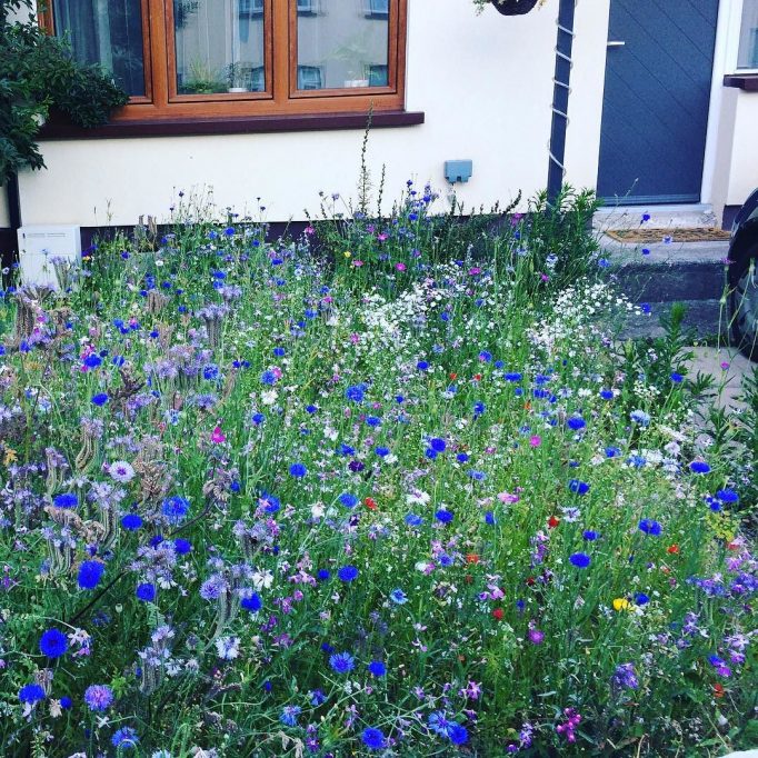 wildflower meadow