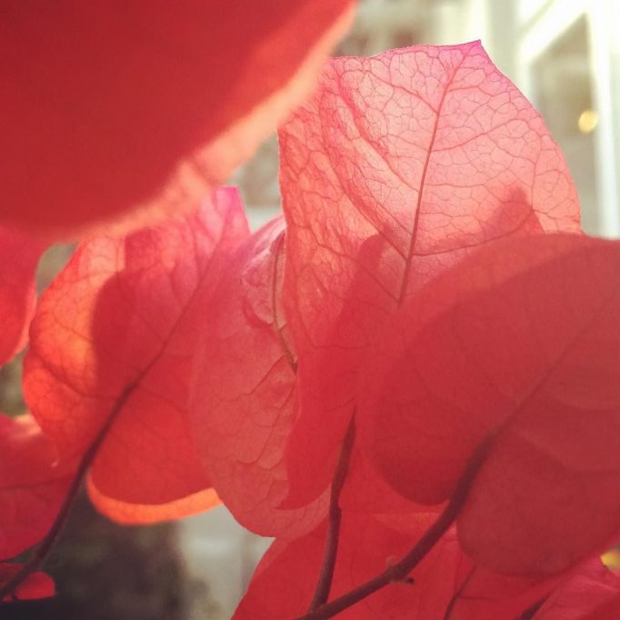 Bougainvillea